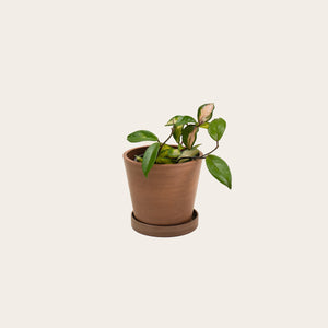 Hoya Carnosa Tricolor - Small (coffee)