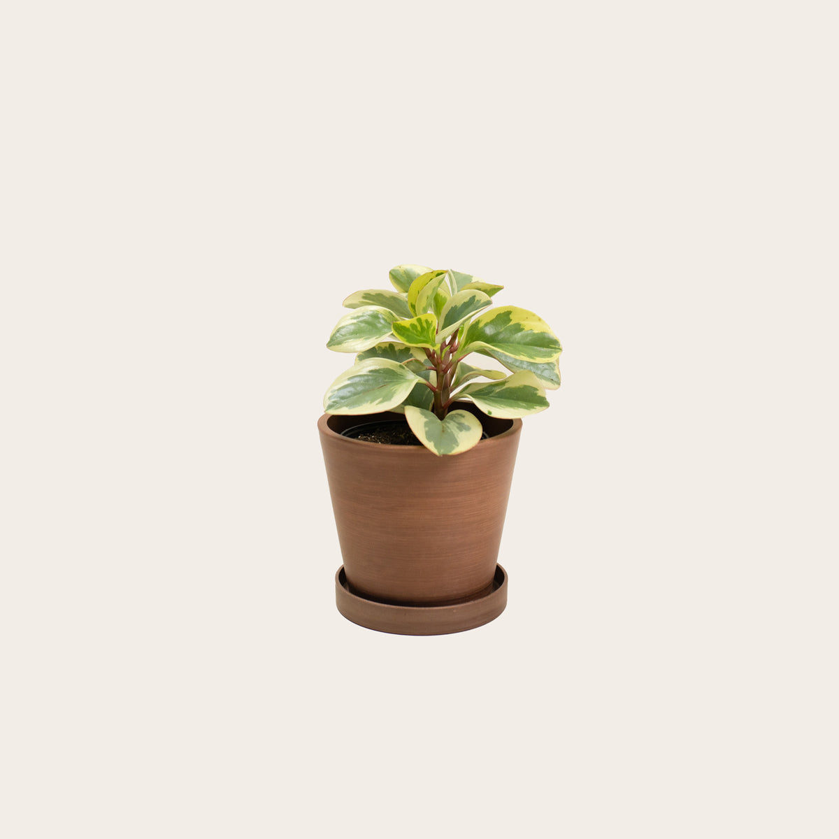 Load image into Gallery viewer, Peperomia Obtusifolia Variegata - Small (coffee)
