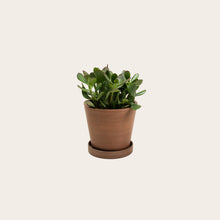 Load image into Gallery viewer, Jade - Small (coffee)
