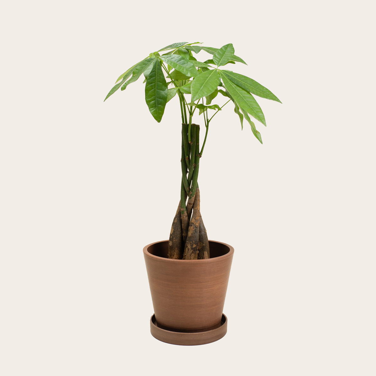 Load image into Gallery viewer, Pachira Aquatica - Small (coffee)
