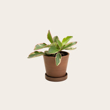 Load image into Gallery viewer, Peperomia Ginny - Small (coffee)
