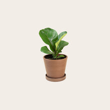 Load image into Gallery viewer, Fiddle Leaf Fig - Small (coffee)
