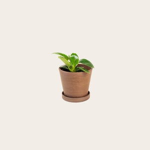 Philodendron Birkin - Small (coffee)