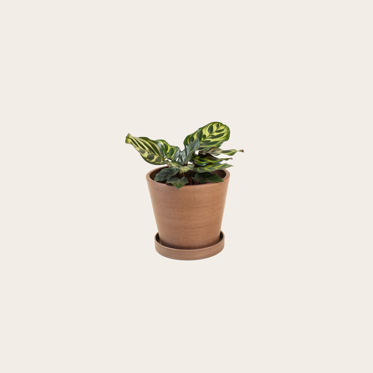 Load image into Gallery viewer, Calathea Makoyana - Small (coffee)
