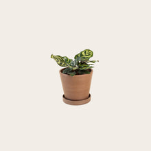 Load image into Gallery viewer, Calathea Makoyana - Small (coffee)
