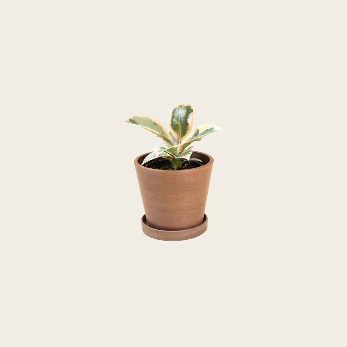 Load image into Gallery viewer, Rubber Plant Tineke - Small (coffee)
