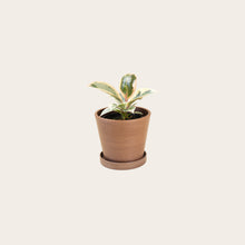 Load image into Gallery viewer, Rubber Plant Tineke - Small (coffee)
