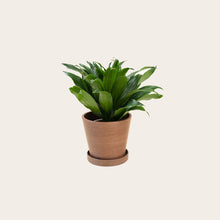 Load image into Gallery viewer, Dracaena Compacta - Small (coffee)
