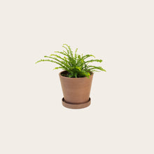 Load image into Gallery viewer, Lemon Button Fern - Small (coffee)
