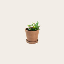 Load image into Gallery viewer, Heart Fern - Small (coffee)
