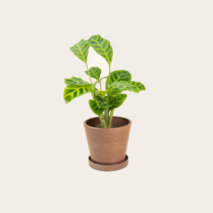 Calathea Zebrina - Small (coffee)