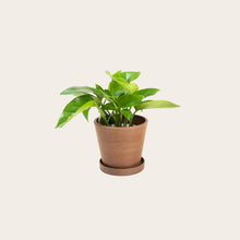 Load image into Gallery viewer, Pothos Green Queen - Small (coffee)
