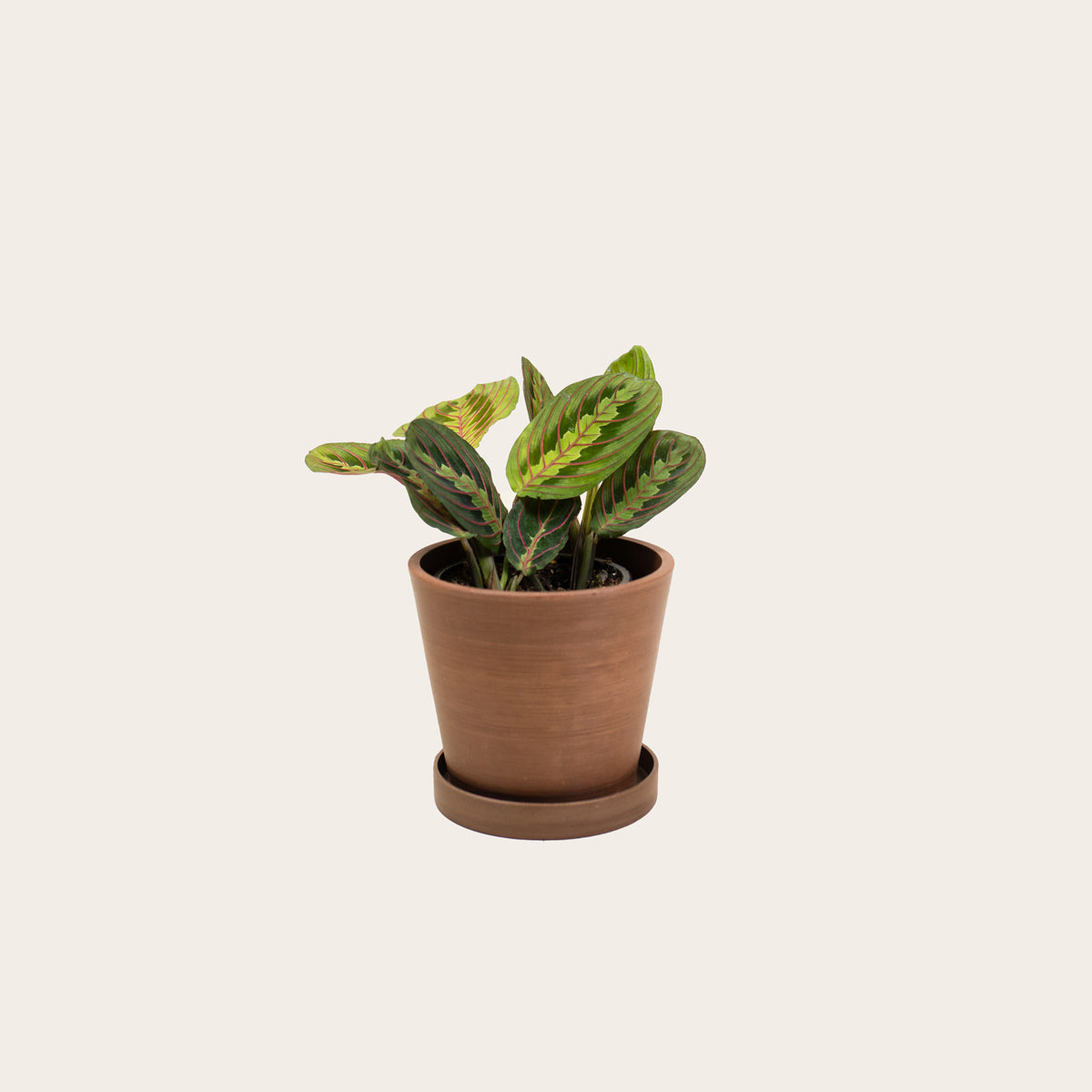Load image into Gallery viewer, Maranta Red - Small (coffee)
