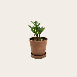 ZZ Plant - Small (coffee)