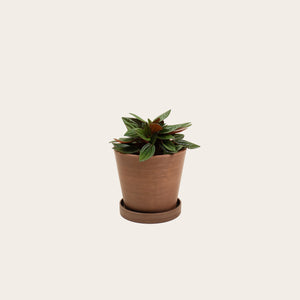 Peperomia Rosso - Small (coffee)