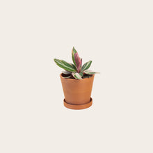 Load image into Gallery viewer, Stromanthe Triostar - Small (terracotta)
