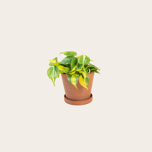 Philodendron Brasil - Small (terracotta)