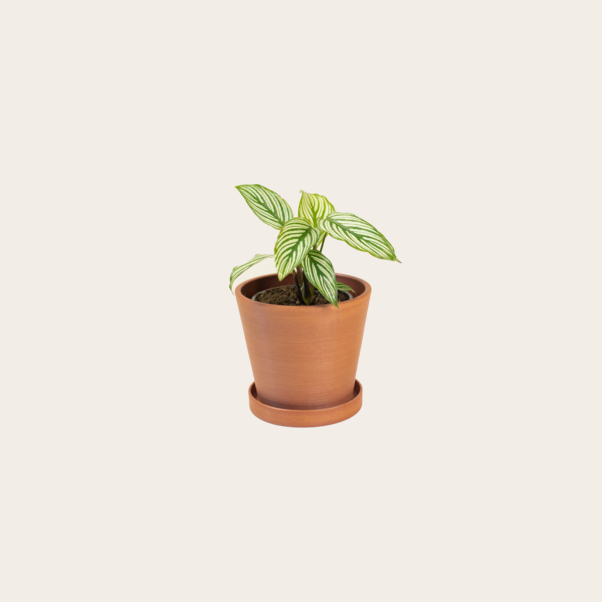 Load image into Gallery viewer, Calathea Vittata - Small (terracotta)
