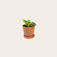 Load image into Gallery viewer, Philodendron Birkin - Small (terracotta)
