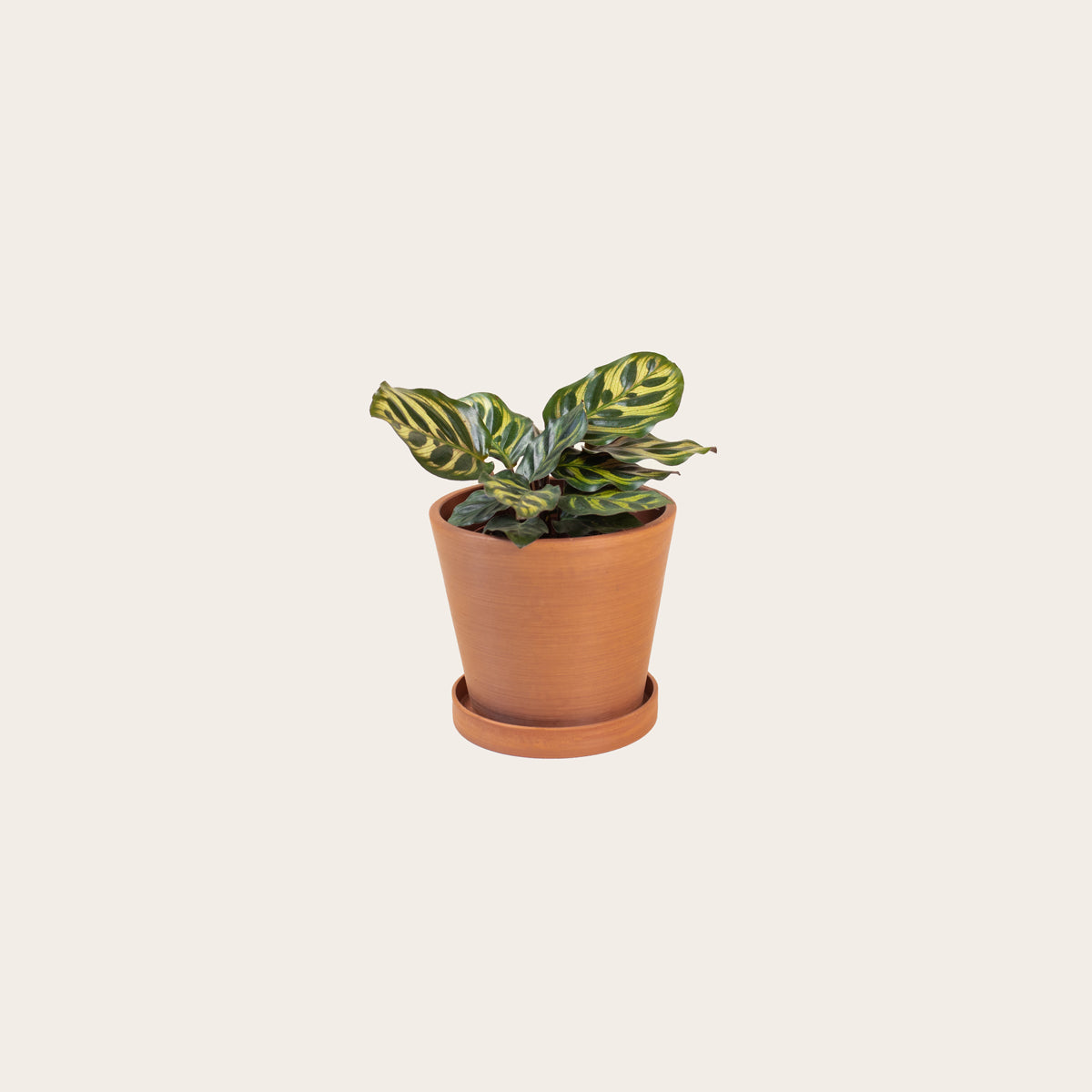Load image into Gallery viewer, Calathea Makoyana - Small (terracotta)

