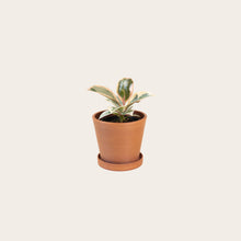 Load image into Gallery viewer, Rubber Plant Tineke - Small (terracotta)
