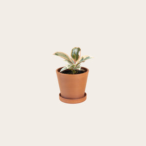 Rubber Plant Tineke - Small (terracotta)