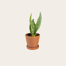 Load image into Gallery viewer, Snake Plant Zeylanica - Small (terracotta)
