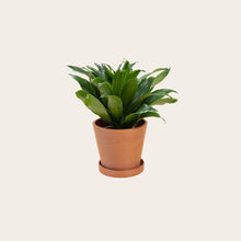 Load image into Gallery viewer, Dracaena Compacta - Small (terracotta)
