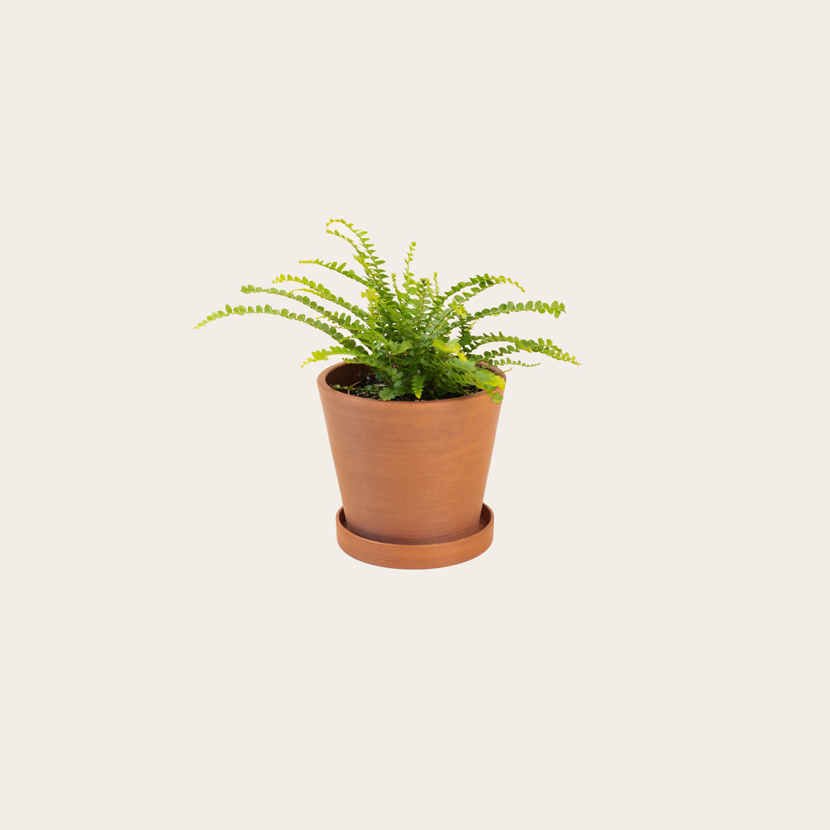 Load image into Gallery viewer, Lemon Button Fern - Small (terracotta)
