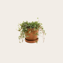 Load image into Gallery viewer, Pilea Silver Sparkle - Small (terracotta)
