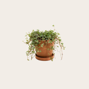 Pilea Silver Sparkle - Small (terracotta)