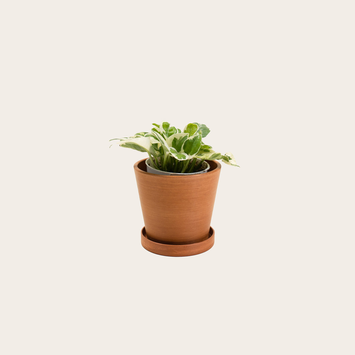 Load image into Gallery viewer, Pothos Njoy - Small (terracotta)

