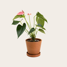 Load image into Gallery viewer, Anthurium - Small (terracotta)
