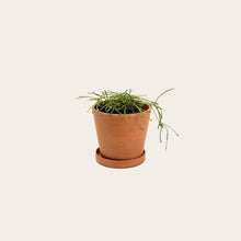 Load image into Gallery viewer, Hoya Retusa - Small (terracotta)
