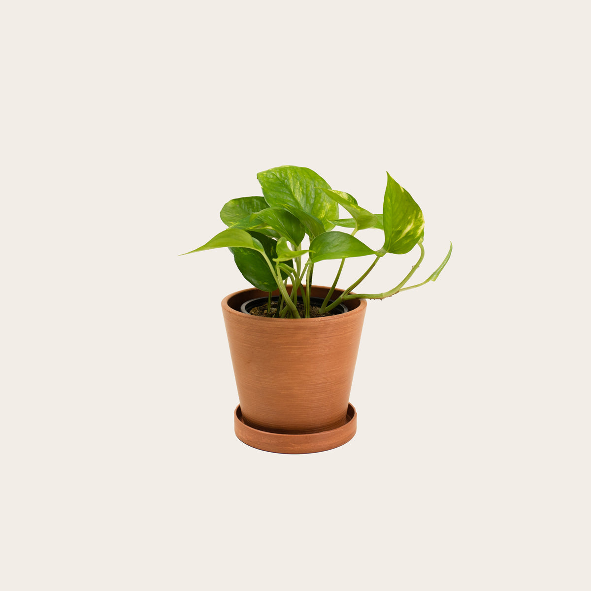 pothos in terracotta Pothos Golden – Babygreens