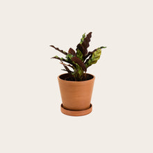 Load image into Gallery viewer, Calathea Lancifolia - Small (terracotta)
