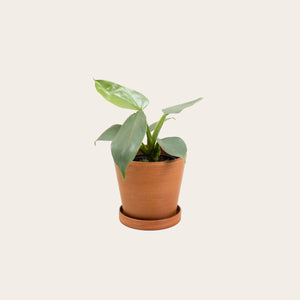 Philodendron Silver Sword - Small (terracotta)