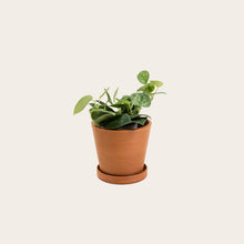 Load image into Gallery viewer, Pothos Silver Satin - Small (terracotta) 
