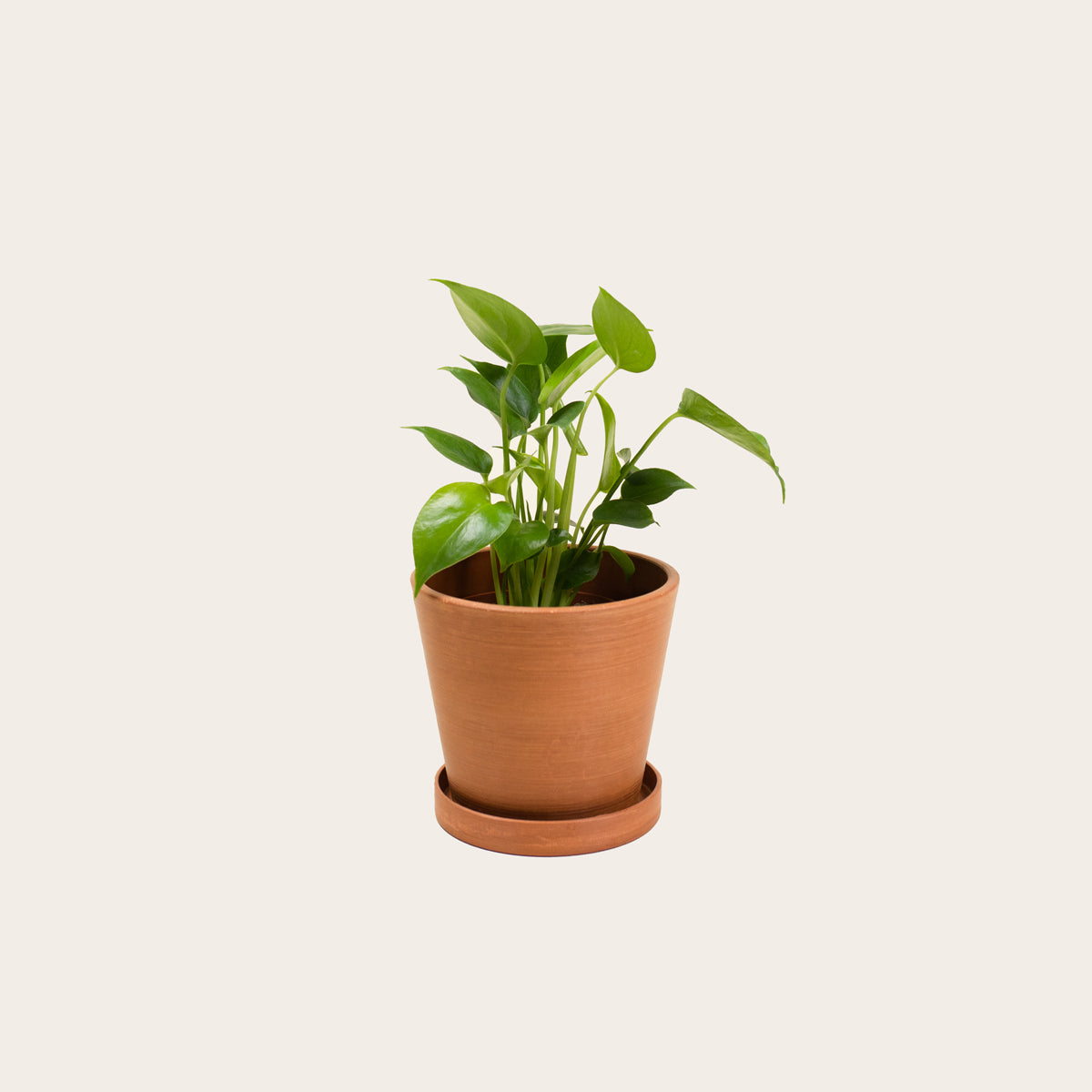 monstera deliciosa terracotta pot Monstera Deliciosa – Babygreens