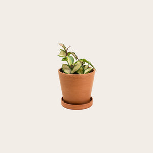 Hoya Carnosa Tricolor - Small (terracotta)