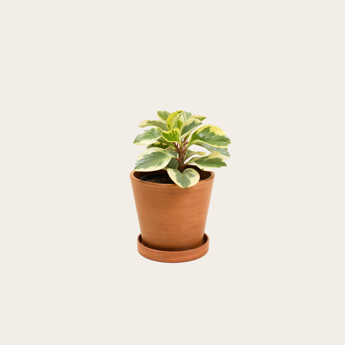 Load image into Gallery viewer, Peperomia Obtusifolia Variegata - Small (terracotta)
