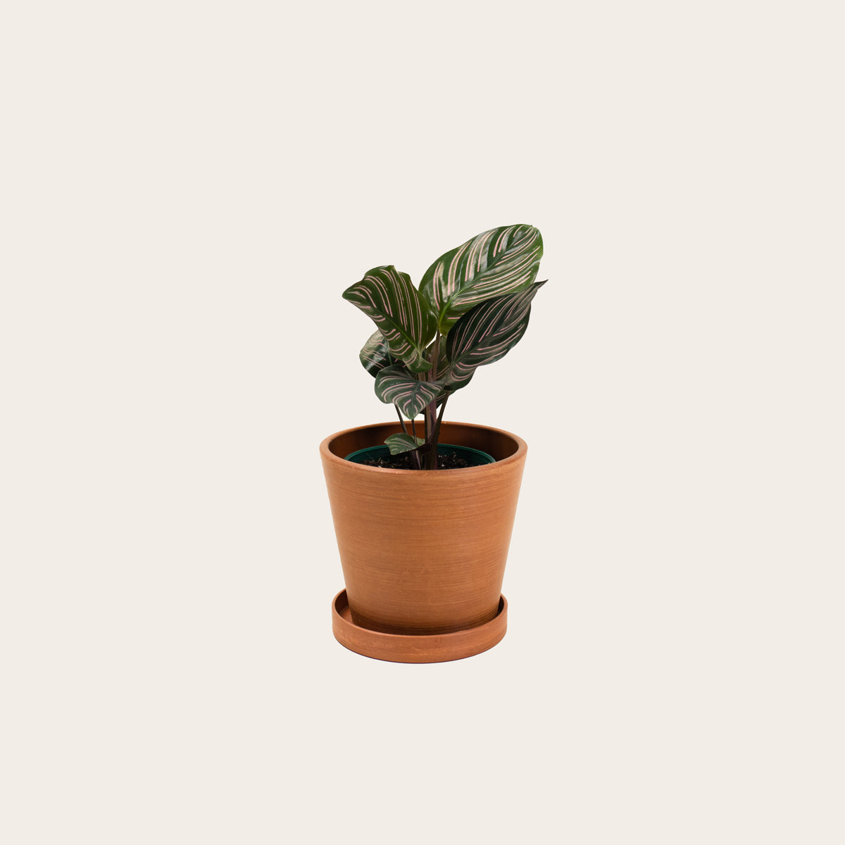 Load image into Gallery viewer, Calathea Ornata - Small (terracotta)
