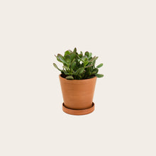 Load image into Gallery viewer, Jade - Small (terracotta)
