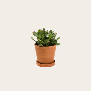 Jade - Small (terracotta)