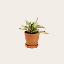 Load image into Gallery viewer, Peperomia Ginny - Small (terracotta)

