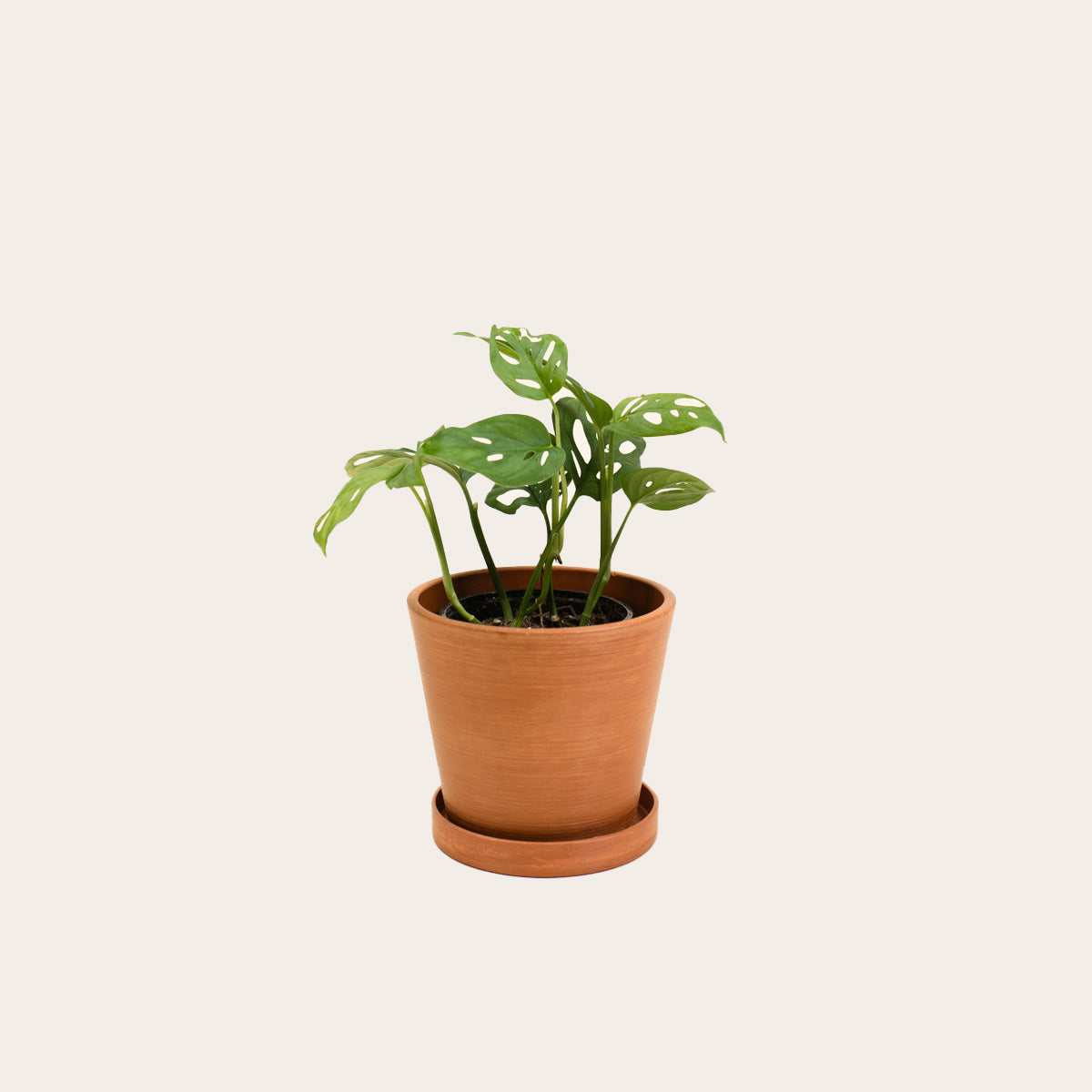 Load image into Gallery viewer, Monstera Adansonii - Small (terracotta)
