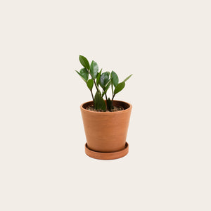 ZZ Plant - Small (terracotta)