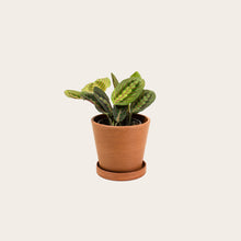 Load image into Gallery viewer, Maranta Red - Small (terracotta)
