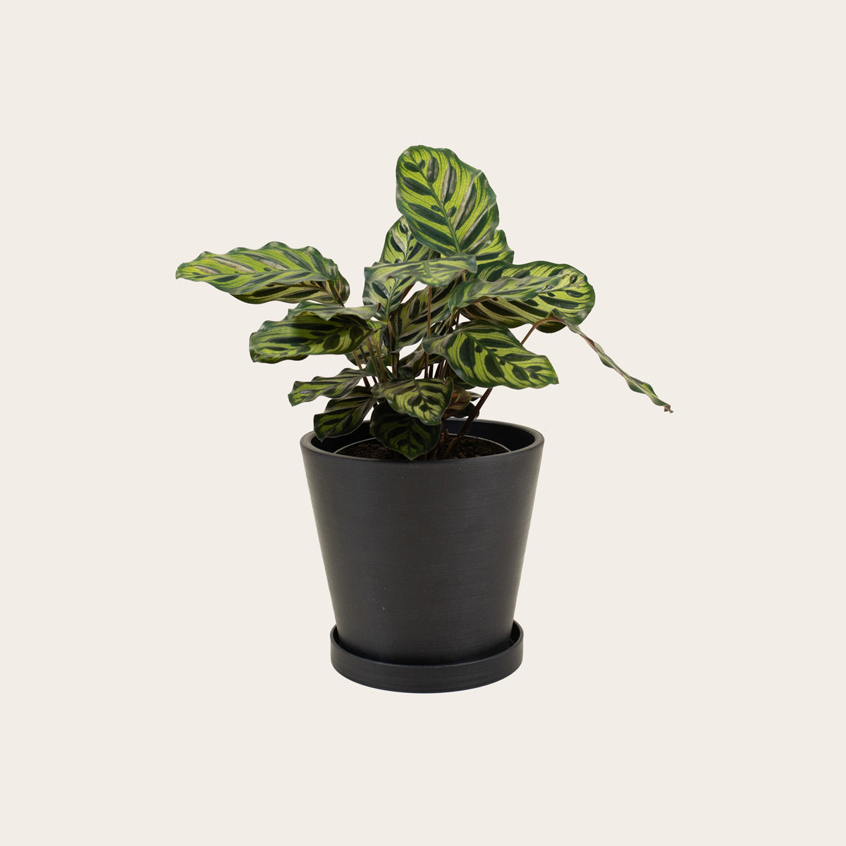 Load image into Gallery viewer, Calathea Makoyana - Medium (midnight)
