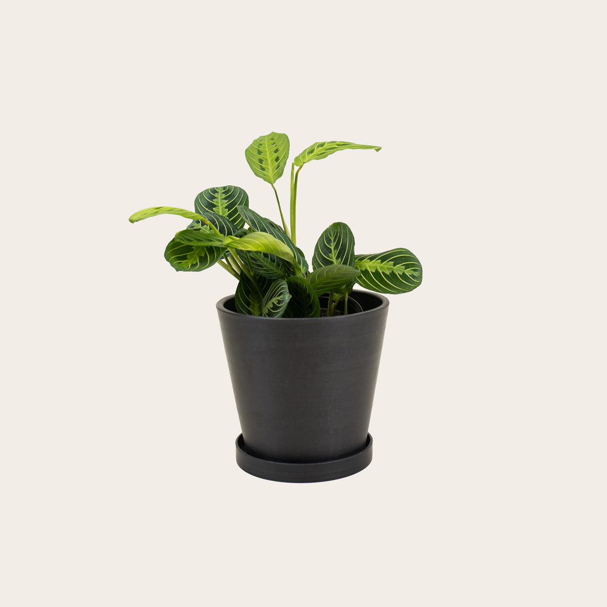 black maranta prayer plant Maranta Lemon Lime – Babygreens